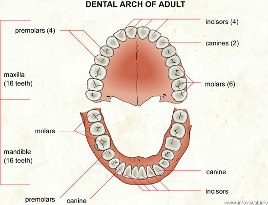 What is an Arch in Dentistry
