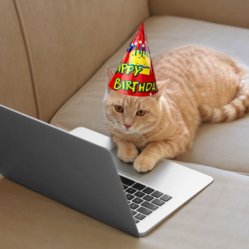 A Senior Cat’s Birthday Wish